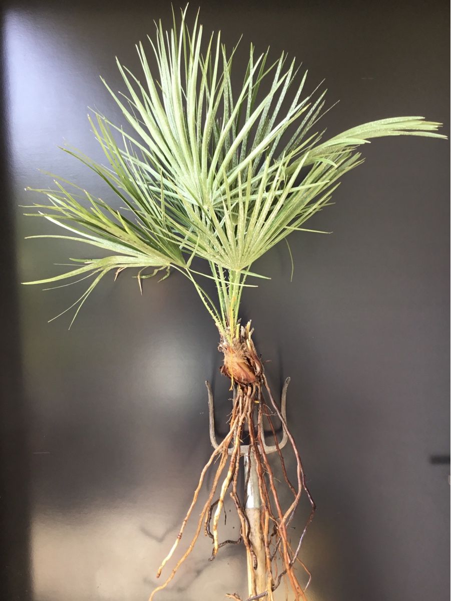 Piante & sementi: Original Sizilien Zwerg-Palme | Ableger – Nuovo (secondo la descrizione) da Eggersriet venduto da Wiese61