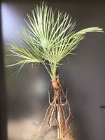 Original Sizilien Zwerg-Palme | Ableger