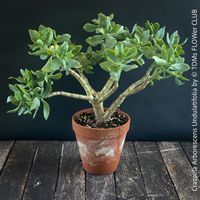 Crassula Arborescens Undulatifolia - Bonsai Form - robust