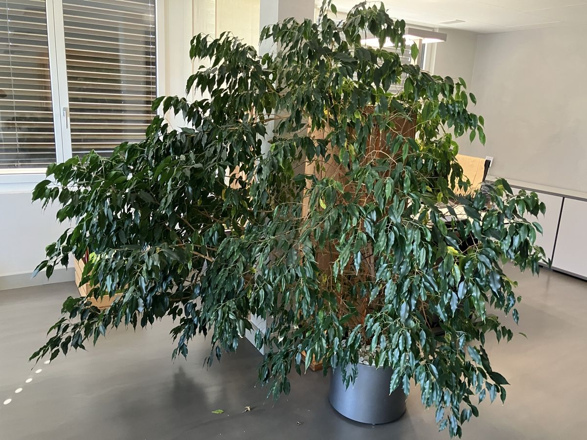Pflanzen & Samen: Ficus (Birkenfeige) – Gebraucht aus Ennetmoos von drfpac