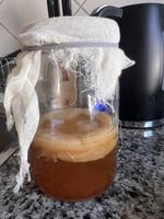 Kombucha Scoby