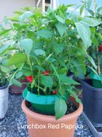 Samen Paprika Lunchbox red 10Stk.  2026