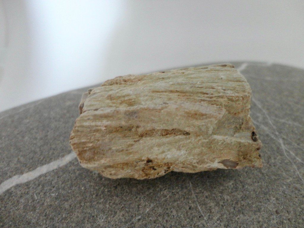 Minerali & Pietre curative: Versteinertes-Holz roh Heilstein – Nuovo (secondo la descrizione) da Biberist venduto da Steine 1