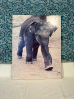 Historisches Foto Elefantenbaby Zoo Zürich vermutlich Komali