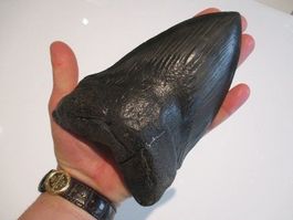 StarRecordsGmbH: Megalodon-Zahn / 16,1 cm / mit Zertifikat