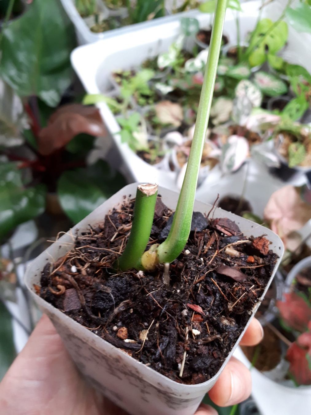 monstera separation Monstera 'Split-Leaf' main image 1