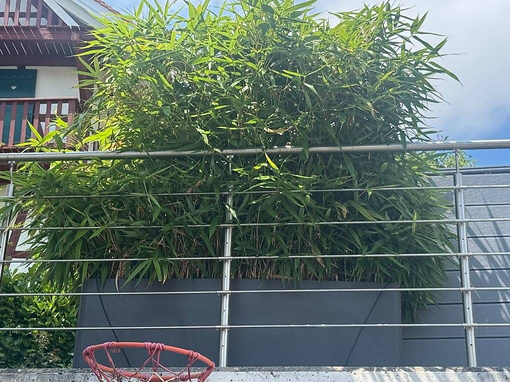 Pots de fleurs: Eternit Delta 60 Pflanzkübel mit Bambus  Anthrazit  – D'occasion à Neerach par bee_lrq8 1
