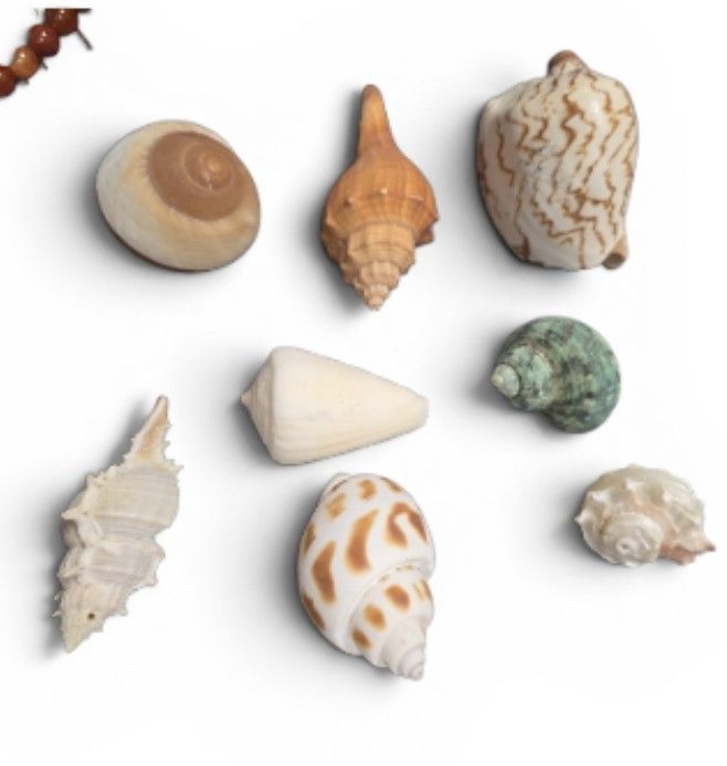 Fossili: coquillages 8 pieces – Nuovo e nell'imballaggio originale da Vernier venduto da 19pigments