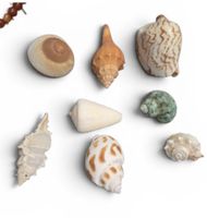 coquillages 8 pieces