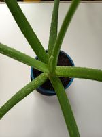 Aloe Vera Jungpflanze Ausleger ca 50 cm