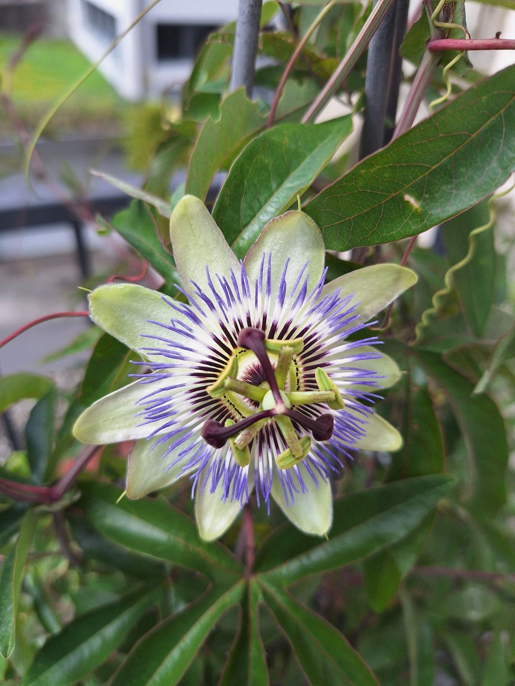 Piante & sementi: Passiflora Caerulea - Passionsblume - Blau, Weiss – Usato da Luzern venduto da Heugaerten 1