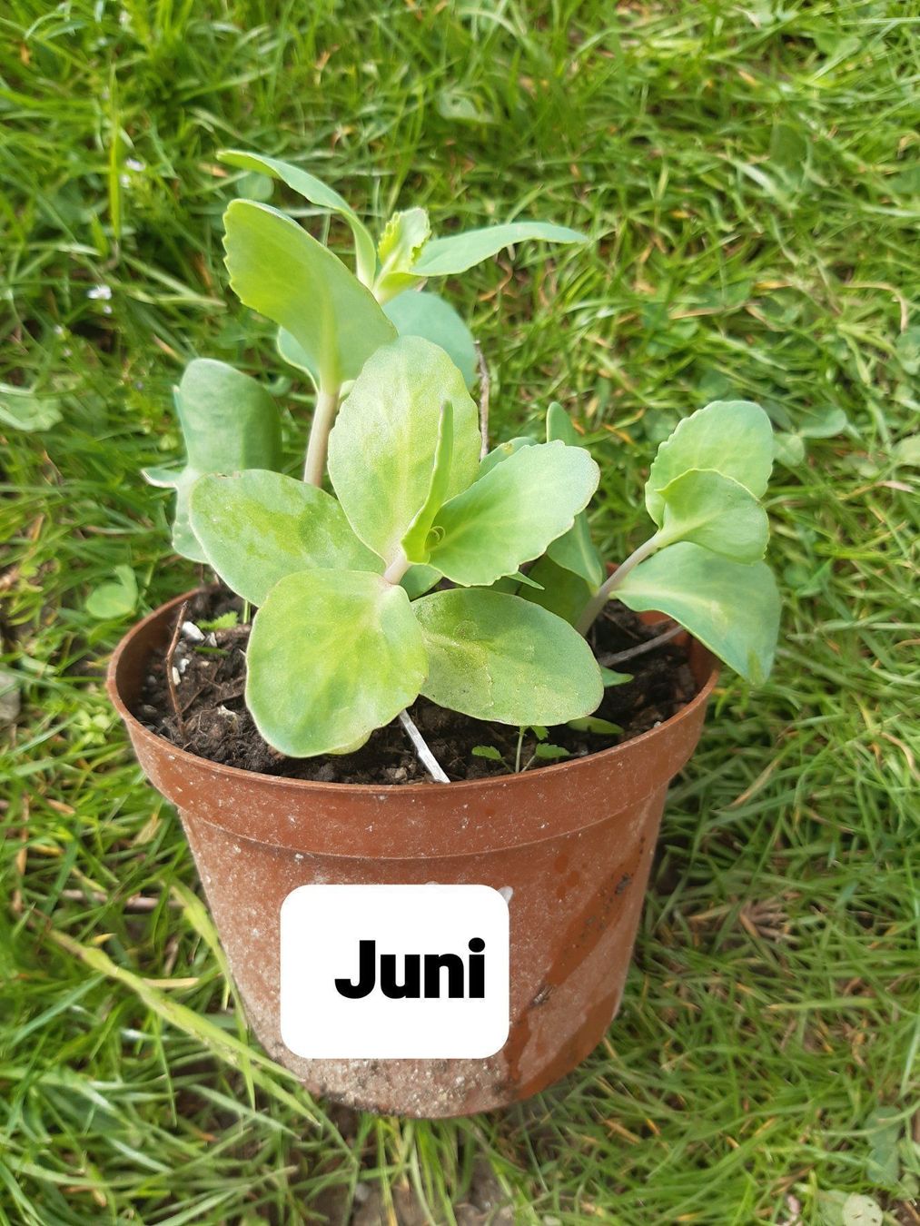 Pflanzen & Samen: 3er set fette henne SEDUM – Gebraucht aus Ibach von chaemilochhobbygarte 3