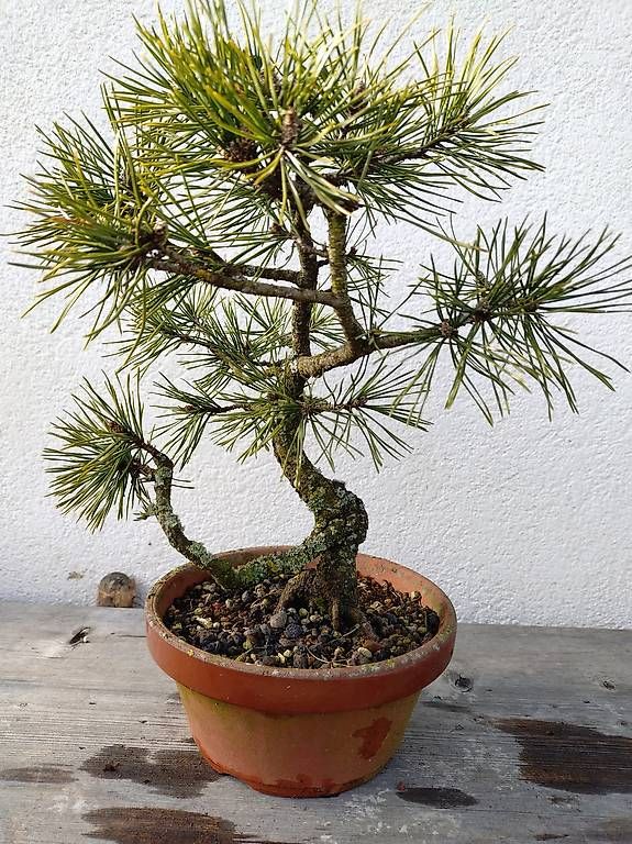 Piante & sementi: Bonsai  – Usato da Walterswil SO venduto da som_jbd7 1