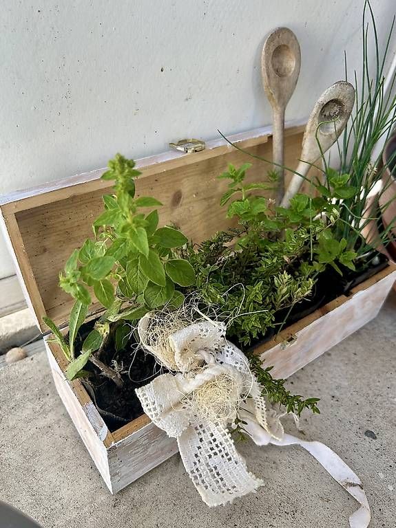 Vasi per fiori: Kräuterkistli – Usato da Frauenfeld venduto da Irene.Schuppli