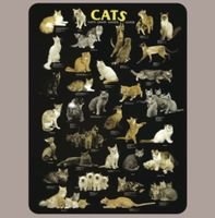 🔥 XXL RASSEN KATZEN Blechschild 🖤 40x30cm OVP 🔥