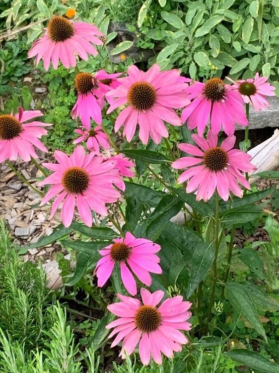 10Pflanzen Echinacea purpurea winterhart Kaufen auf Ricardo