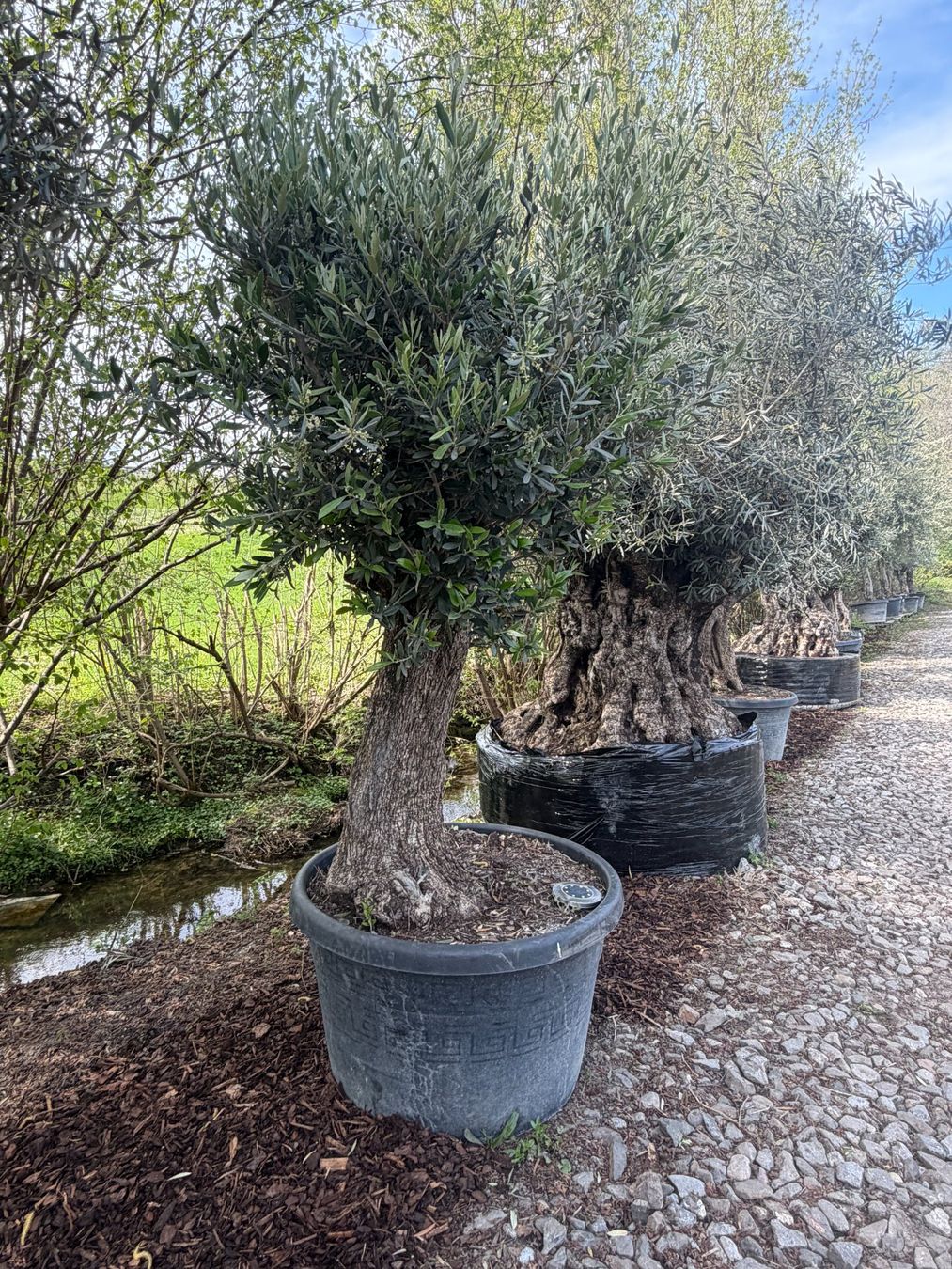 Pflanzen & Samen: Olivenbaum "Olea Europea 21" - Versand möglich – Neu (gemäss Beschreibung) aus Zuckenriet von Thur_Plant 3