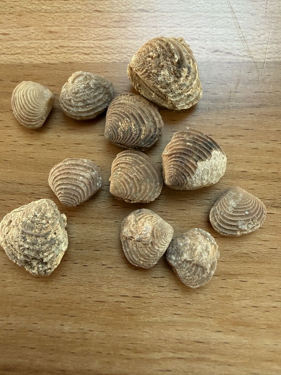 Fossiles: Versteinerte Muscheln – D'occasion à Grenchen par Bastet007 1