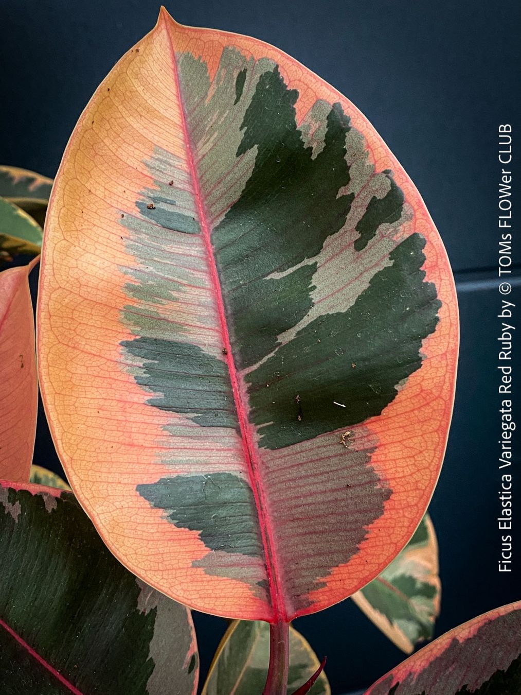 Pflanzen & Samen: Ficus Elastica Variegata Red Ruby - 130cm Baum – Neu und originalverpackt aus Adliswil von astom369 7