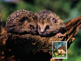 Maximumkarte Tier des Jahres 2026 - Igel