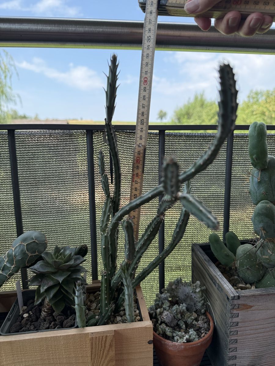 Piante & sementi: Kleinia stapeliiformis – Usato da Rorbas venduto da SimS0n 1