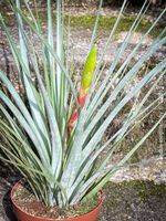 Tillandsia Inopinata - pflegeleichte Luftpflanze für Dich