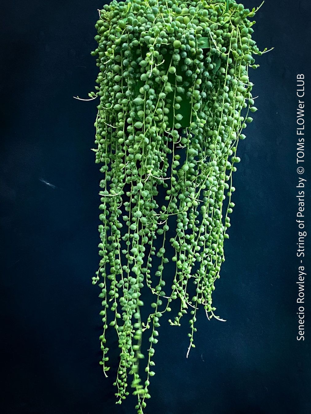 Piante & sementi: Senecio Rowleyanus - Perlenkette für Dich... – Nuovo e nell'imballaggio originale da Adliswil venduto da astom369 2