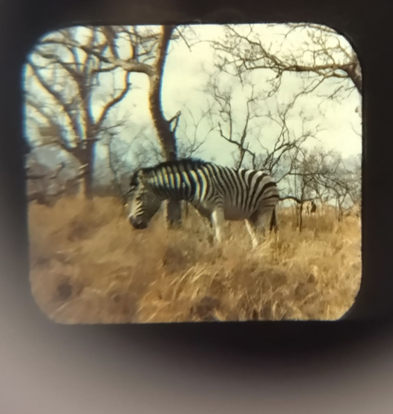 View-master Giocattoli: View-Master / 3 Bildscheiben / Wild Animals / ab Fr. 1.- – Usato da Bellach venduto da JingleJerry 3