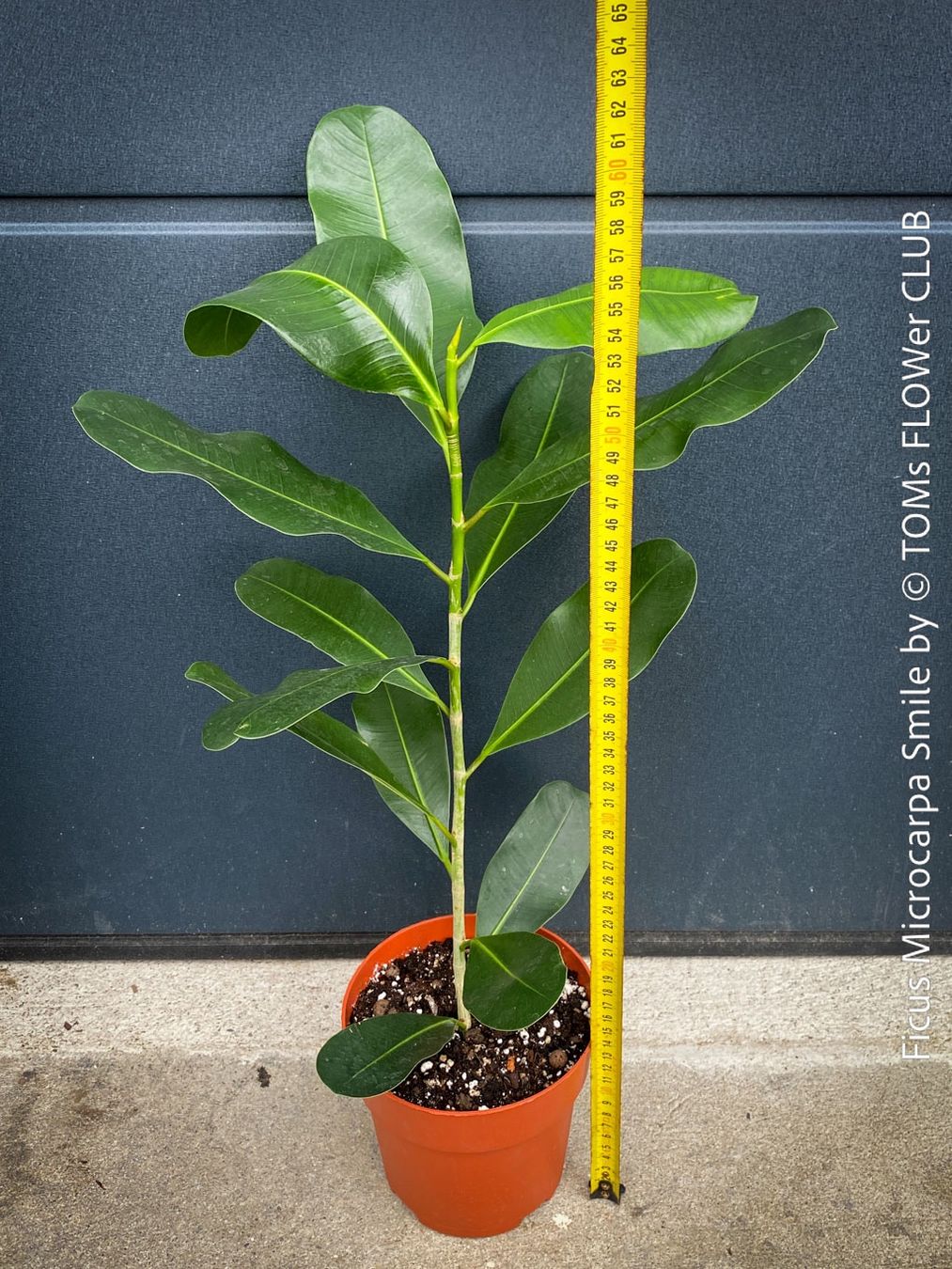 Piante & sementi: Ficus Microcarpa Smile - Kompakter Indoor-Baum – Nuovo e nell'imballaggio originale da Adliswil venduto da astom369 7