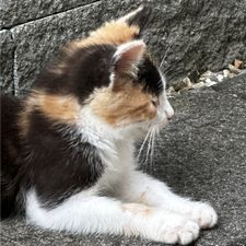 Profile image of Mhmet