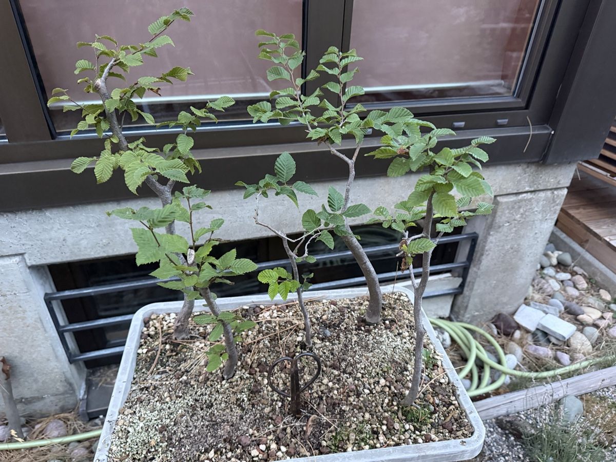 Piante & sementi: Hainbuchen Wald Bonsai Rohmaterial – Usato da Suhr venduto da BonsaiGutzi 2