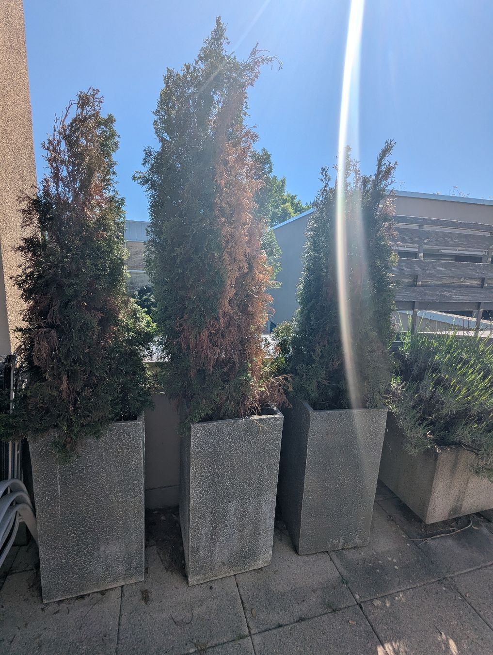 Vasi per fiori: Blumentopf inkl. Tuya – Usato da Niederwangen BE venduto da jan_p2tb