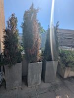 Blumentopf inkl. Thuja