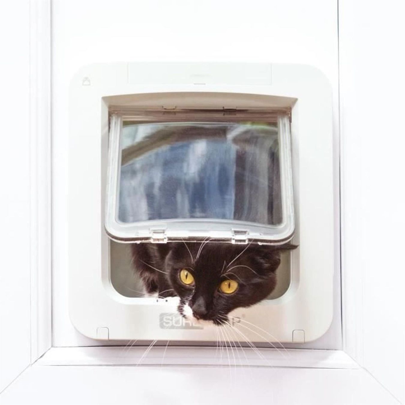 Altro in Accessori per animali: SureFlap Haustierklappe Connect ohne Hub – Nuovo e nell'imballaggio originale da Bottighofen venduto da zaap 4
