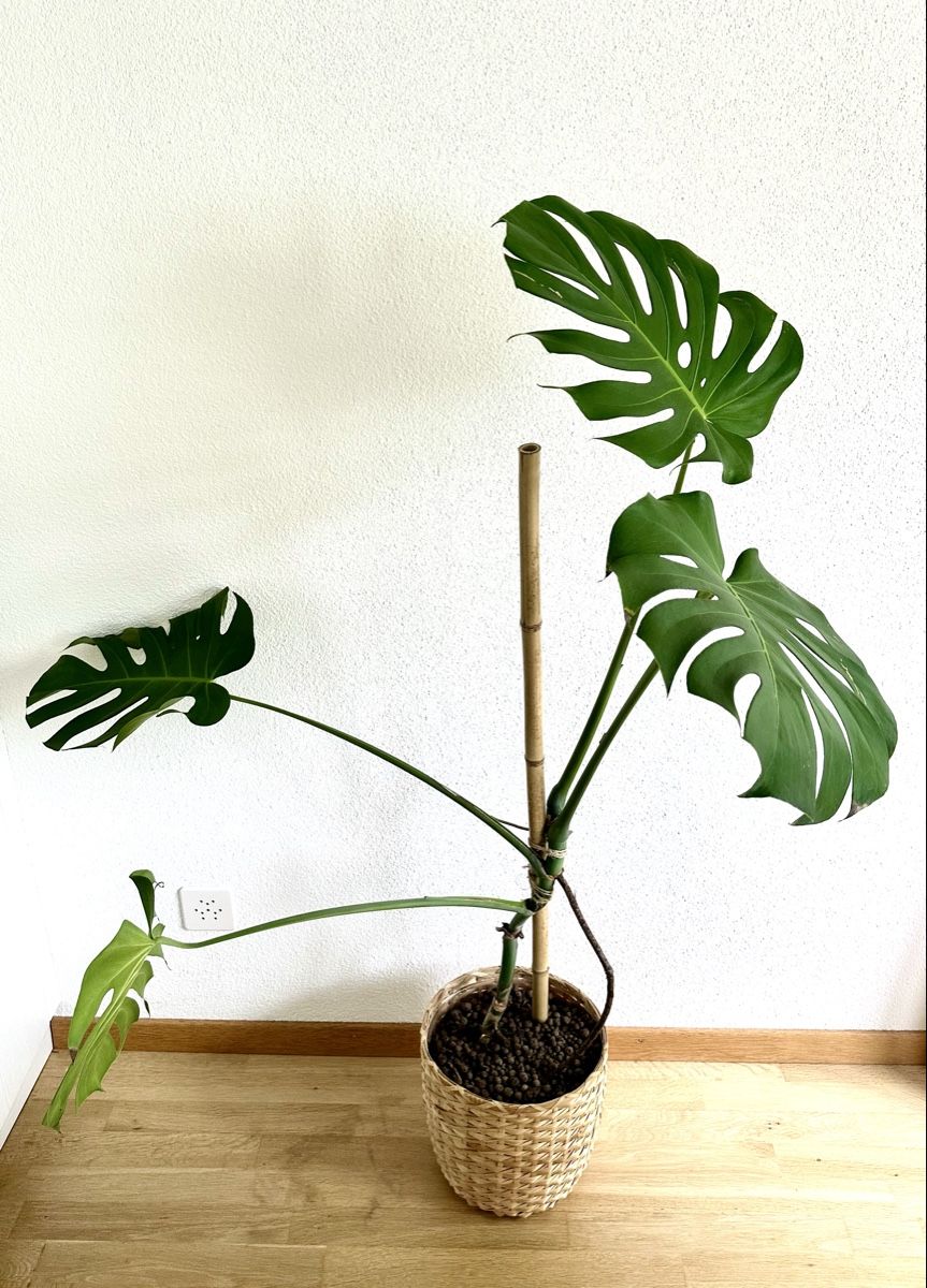 Pflanzen & Samen: Monstera Deliciosa – Gebraucht aus Bern von ACR12 1