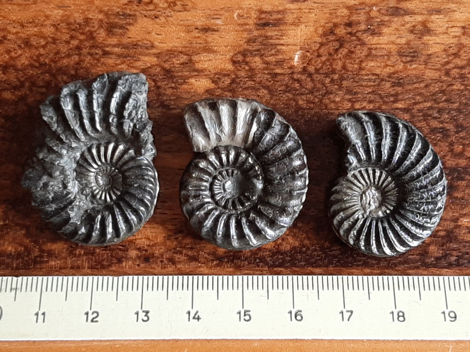 Fossili: Pyrit Ammoniten 3 Stück Frankreich – Usato da Rickenbach BL venduto da Oktober68