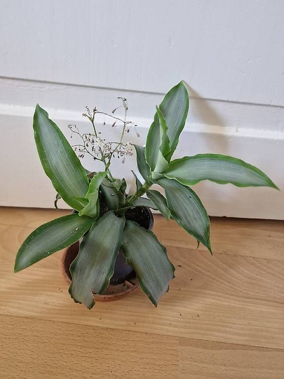 Piante & sementi: Murdannia loriformis – Usato da Affoltern am Albis venduto da Solara72