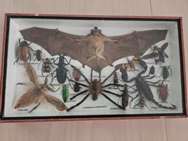 Präparatesammlung Fledermäuse und Insekten guter Zustand