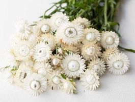 300 Samen STROHBLUME WEISS