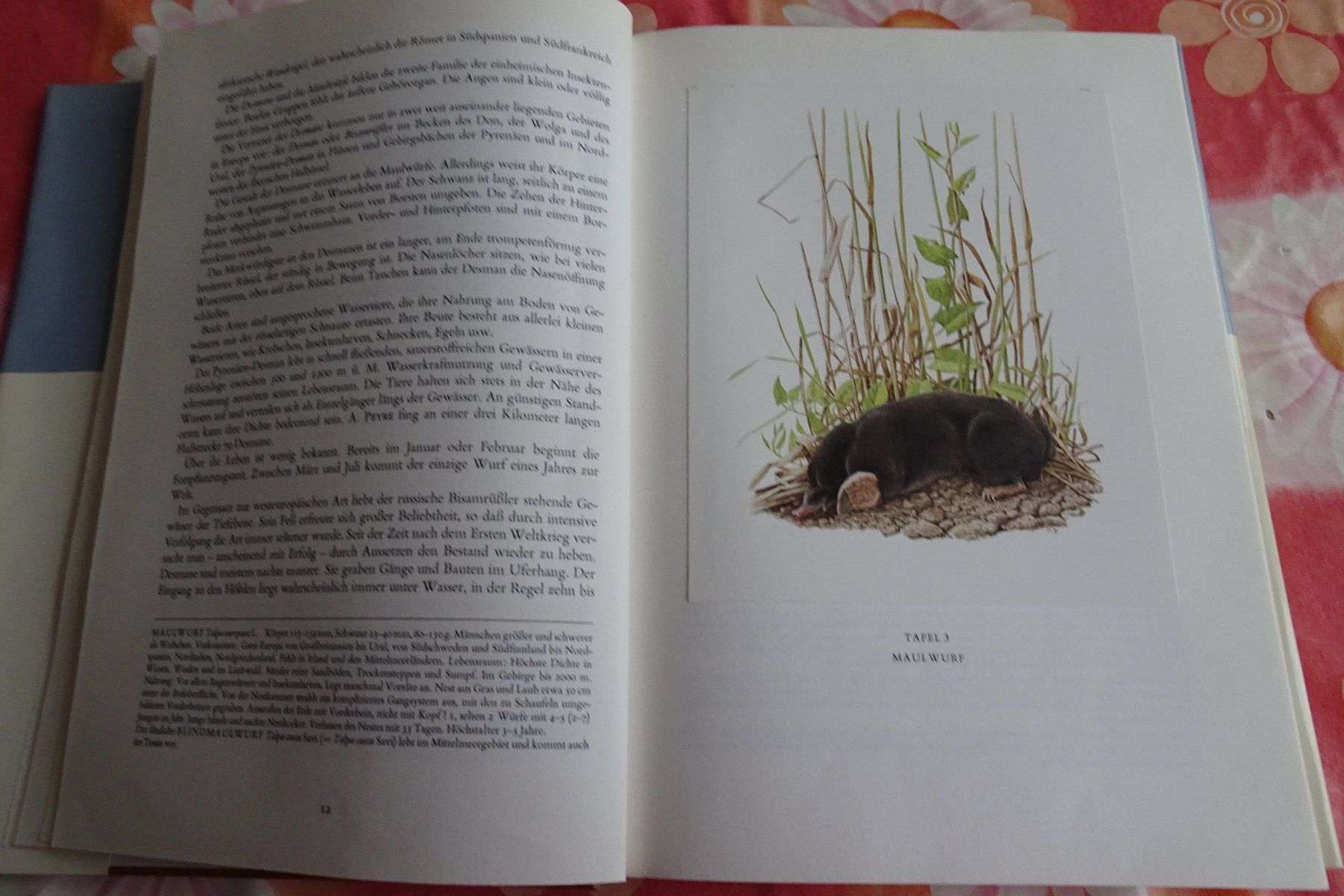 Bücher: Silva Buch Säugetiere mit tollen Tierbildern – Gebraucht aus Strengelbach von schmetterling20 3