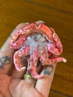 Sofie’s World Pussy Eater Magnet