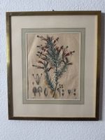 Botanische Studie 1846 – Kolorierter Kupferstich