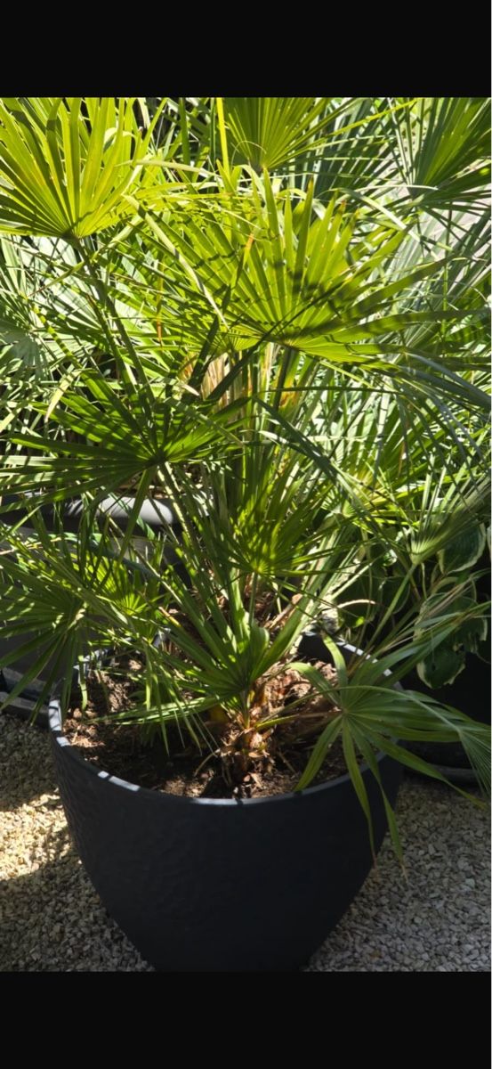 Piante & sementi: Schöne grosse Palme in grauem Topf – Usato da Lausen venduto da abella10 2