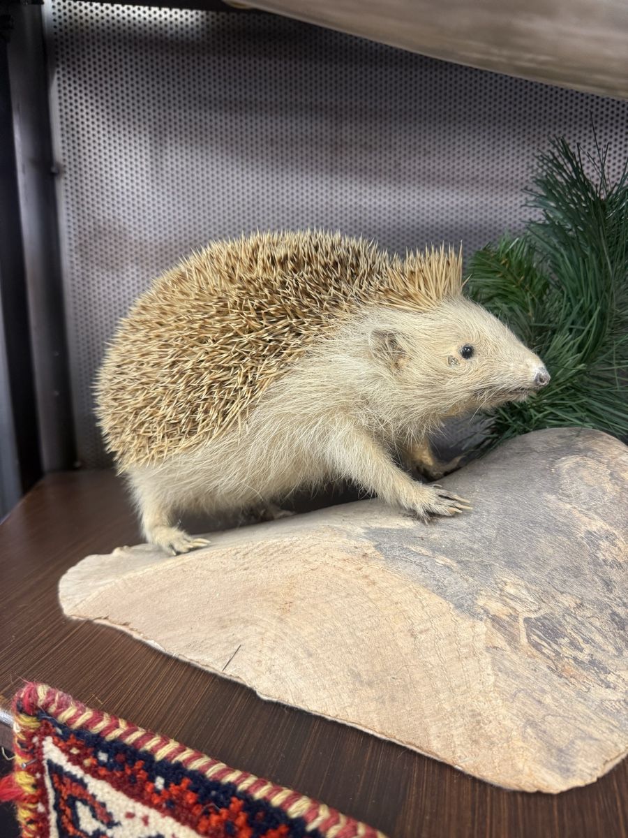 Il mondo degli animali: Ausgestopfte Tierarten – Usato da Zuzwil SG venduto da Pomy 1