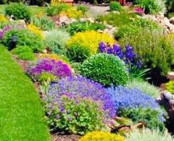 50 SAMEN SAATGUT 50 GRAINES 50 SEMI 50 SEEDS 50 штк СЕМЕ