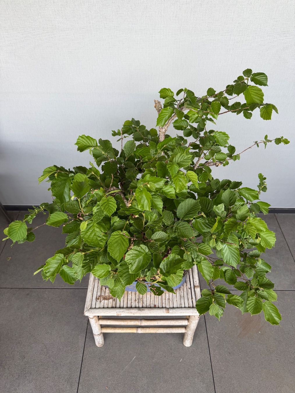 Piante & sementi: Haselnuss Bonsai – Usato da Ennetbaden venduto da miboo 1