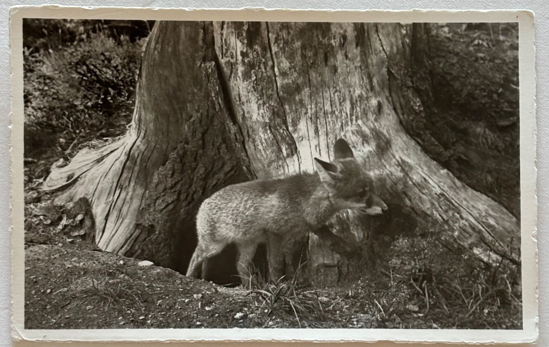 Cartoline postali: E. Meerkämper, Davos - Fuchs – Usato da Frauenfeld venduto da Merk52