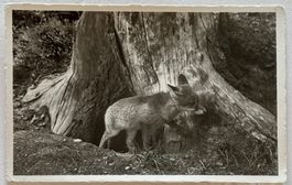 E. Meerkämper, Davos - Fuchs