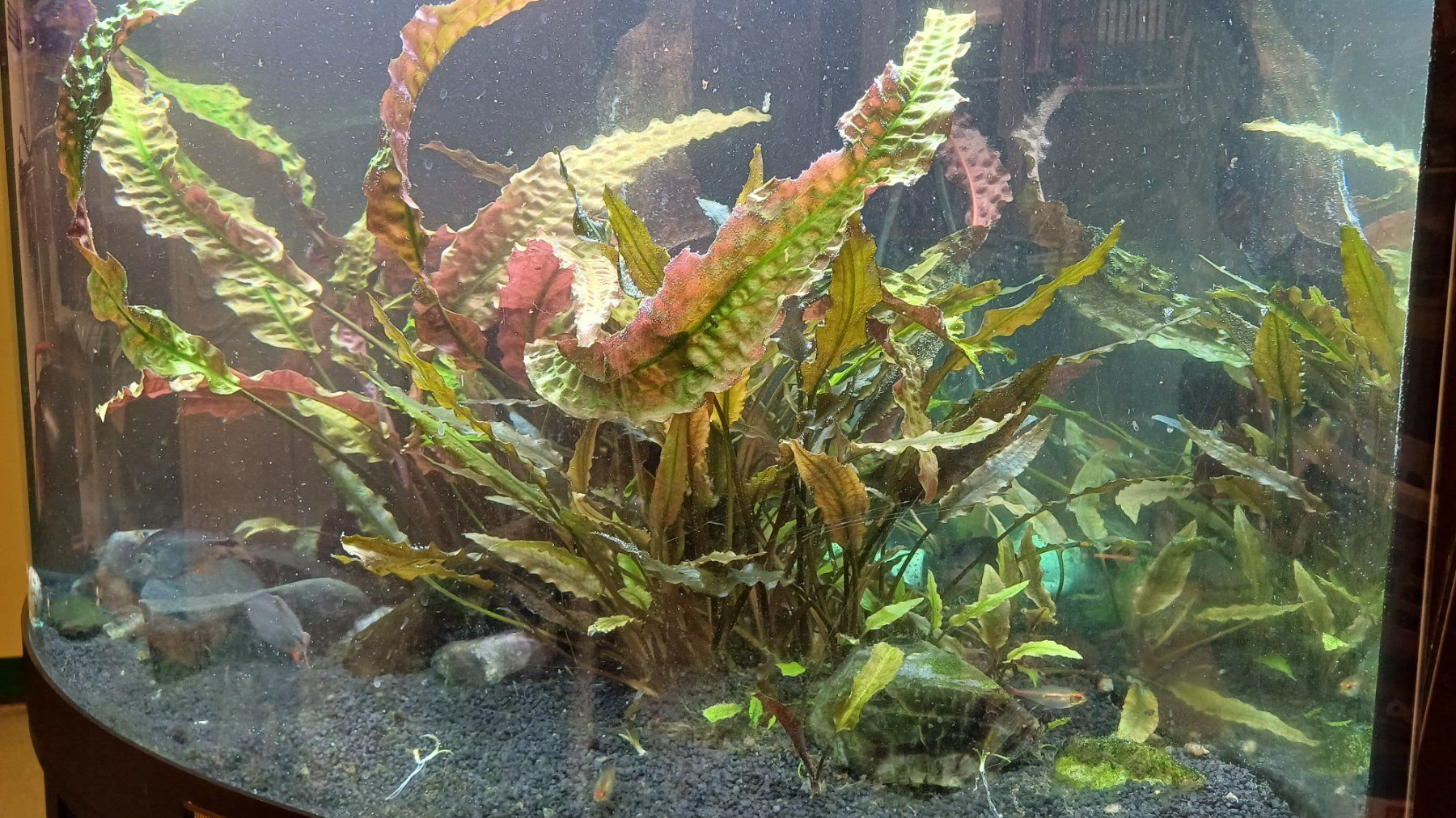 Juwel Acquari: Aquarium Juwel Trigon – Usato da Degersheim venduto da Alphi 1