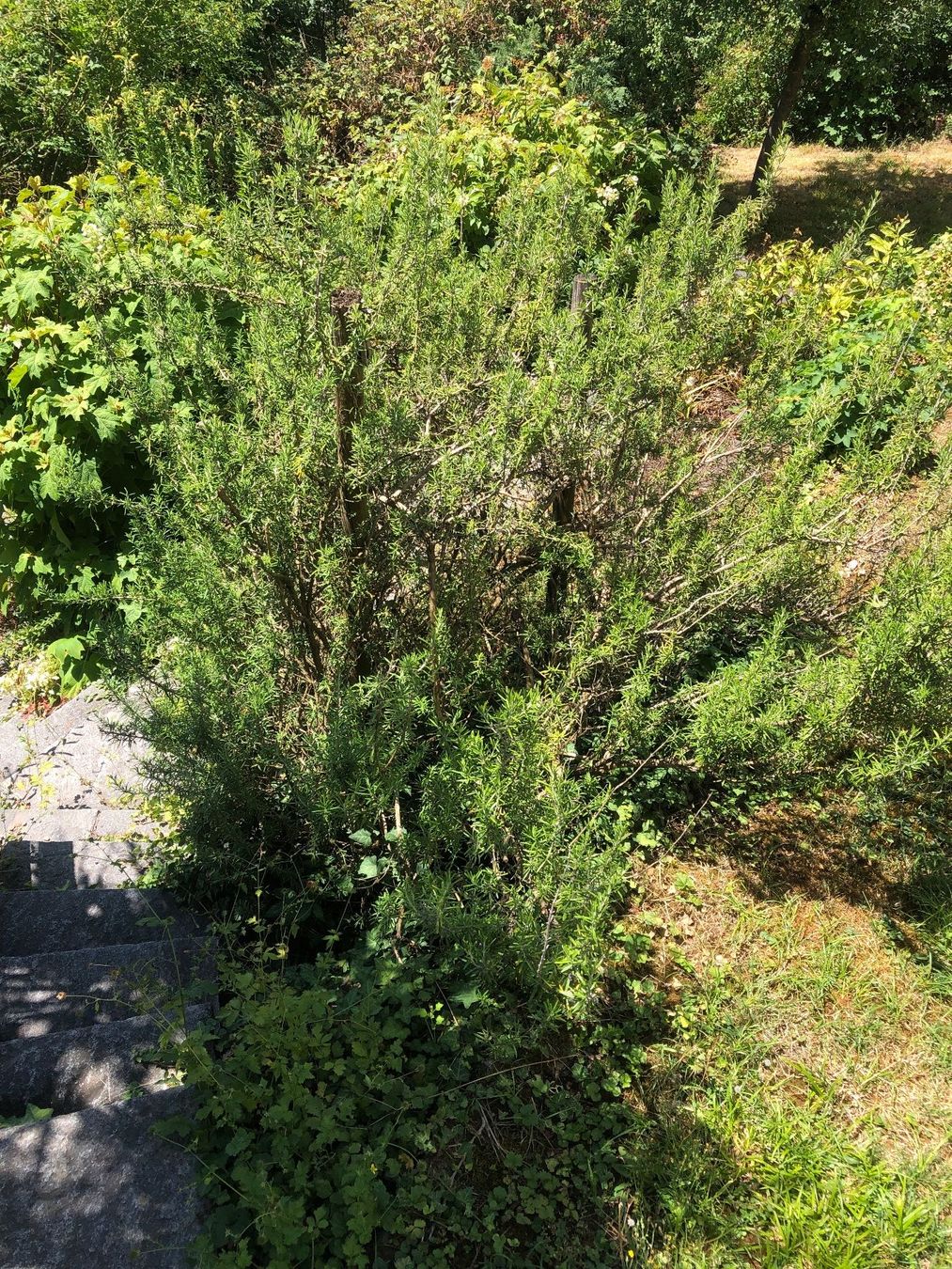 Pflanzen & Samen: Rosmarin Strauch 2 Meter – Gebraucht aus Zürich von peterle01 1